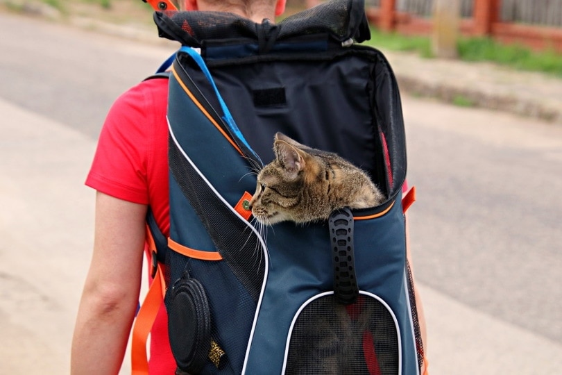 Is a Cat Backpack Harmful? Vet Approved Facts & FAQ