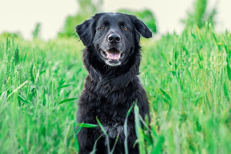 National Black Dog Day 2026: When It Is & How To Celebrate