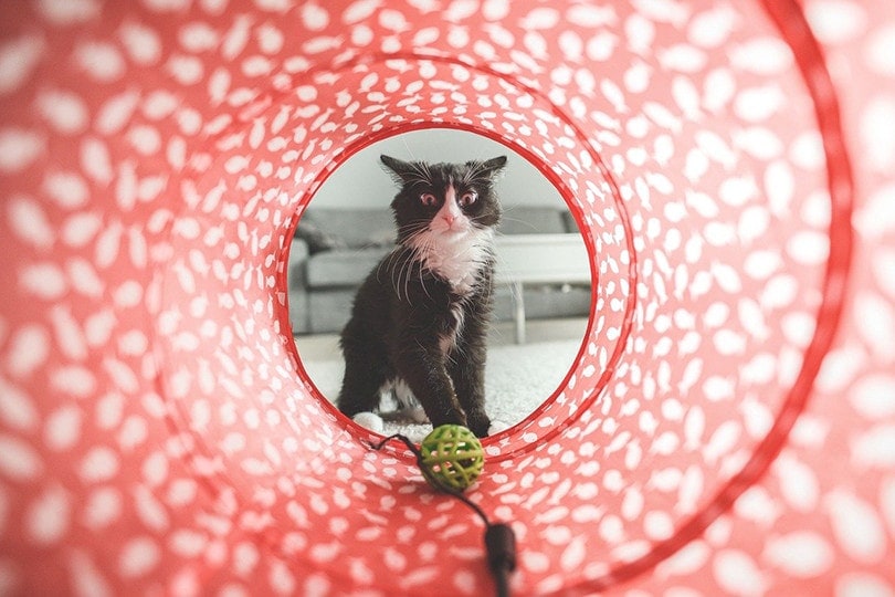 8 DIY Cat Tunnel Plans You Can Try Today (With Pictures)