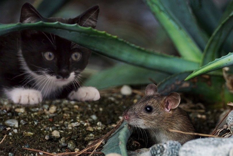 How Do Cats Catch Mice at Night? The Science Behind the Answer