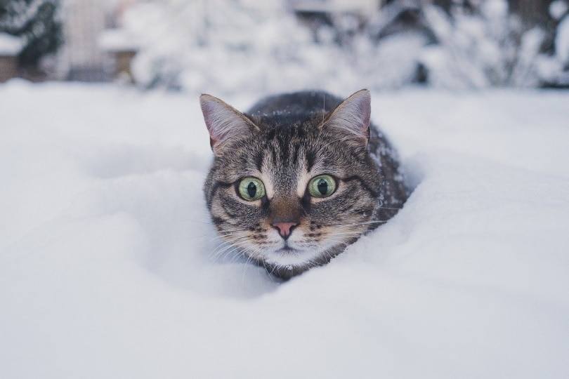 Cat covered in snow