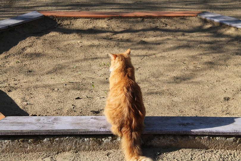 How to Keep Cats Out of a Sandbox - 12 Tips to Follow