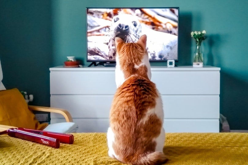 Are Cats Color Blind? Feline Vision Explained (Vet Approved)