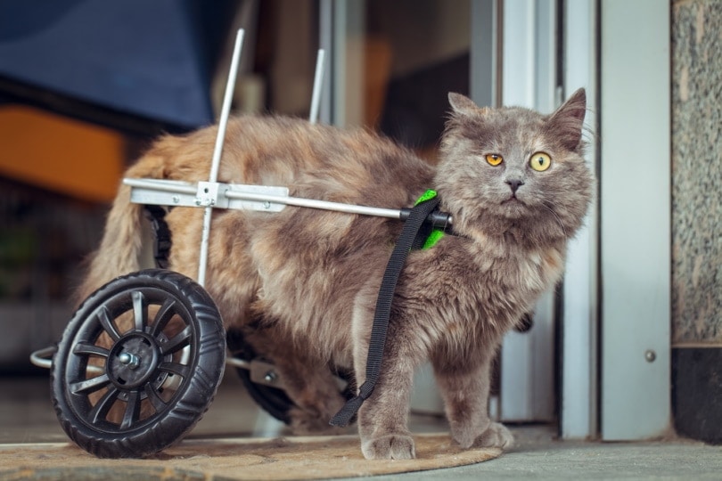 Can A Cat Recover From Hind Leg Paralysis? Our Vet Explains
