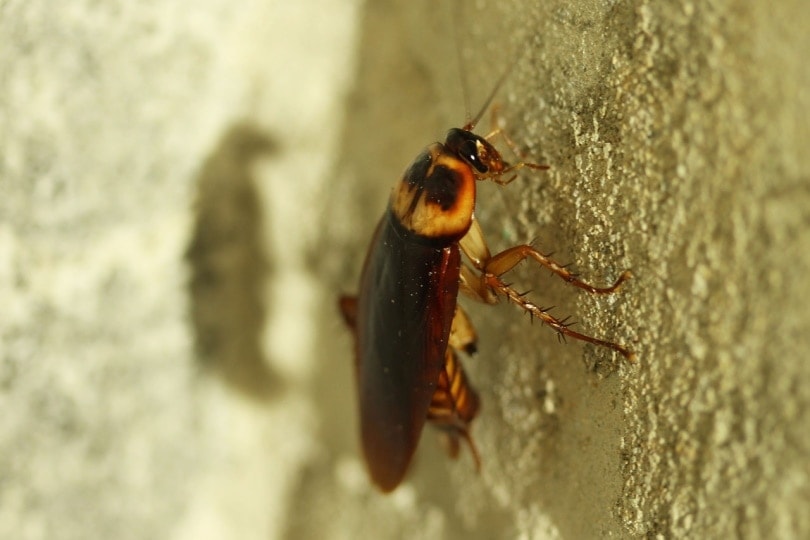 Will a Cat Keep Roaches Away? Vet-Reviewed Facts & FAQ