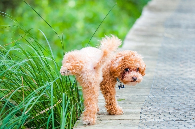 What Are the Best Materials for a Dog Potty Area? Top 5 Options