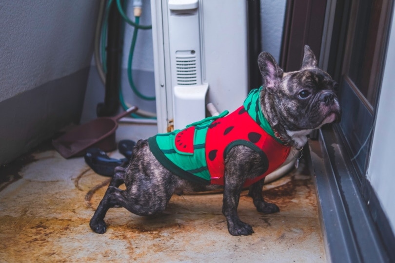 Why Does My Dog Pee When I Come Home? 4 Vet-Reviewed Reasons