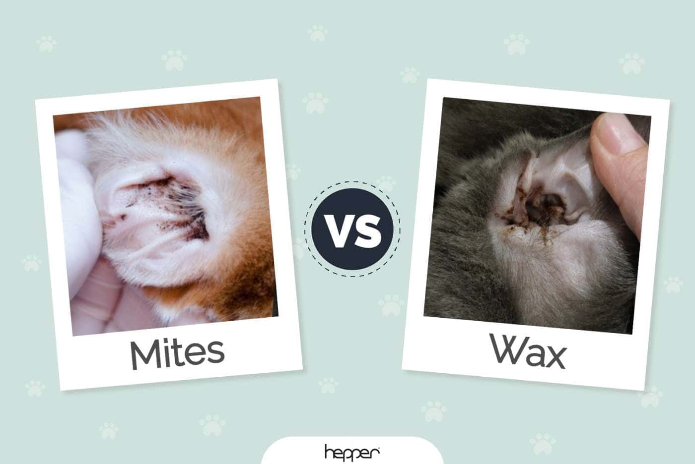 Cat Ear Mites vs Wax: The Differences (Vet-Reviewed Facts With Pictures)