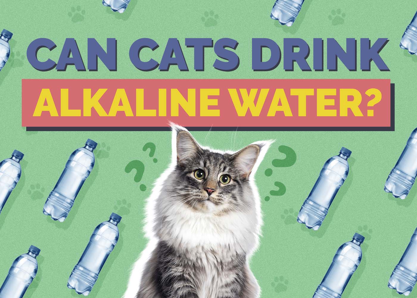 Can Cats Drink Alkaline Water? Vet-Approved Facts