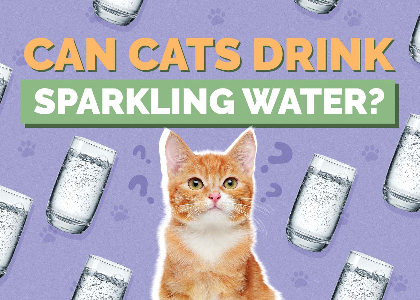 Can Cats Drink Sparkling Water? Vet-Reviewed Health Facts