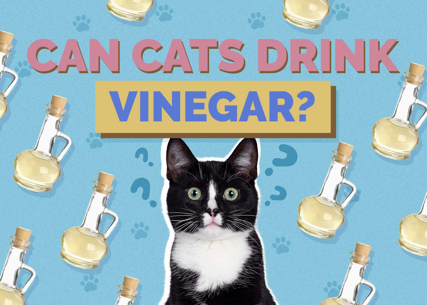 Can Cats Drink Vinegar? Vet-Reviewed Health Facts
