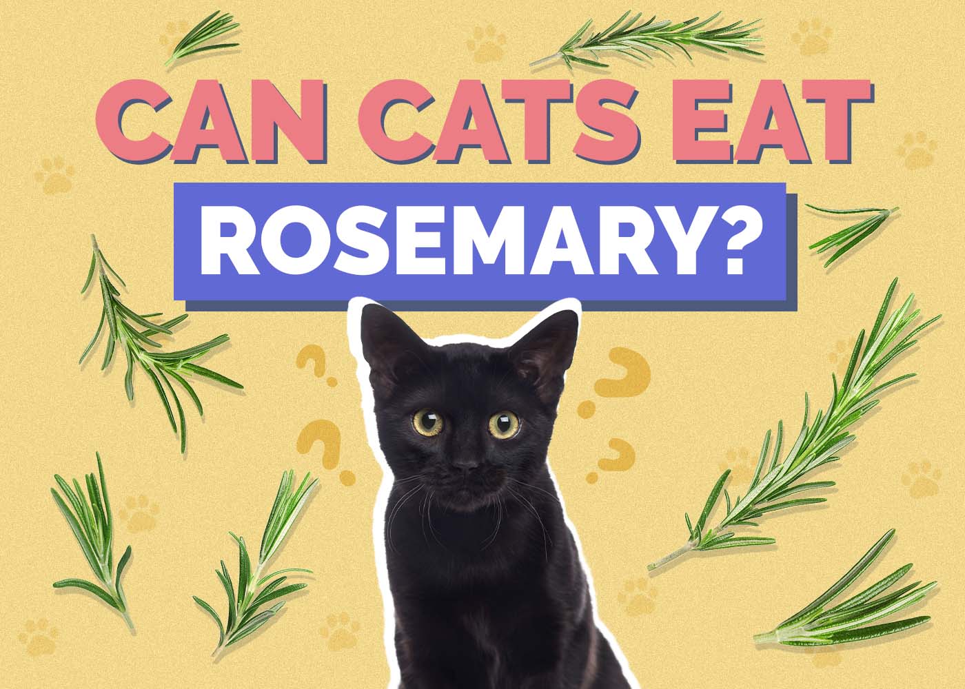 Can Cats Eat Rosemary? Vet-Approved Nutrition Facts & FAQ