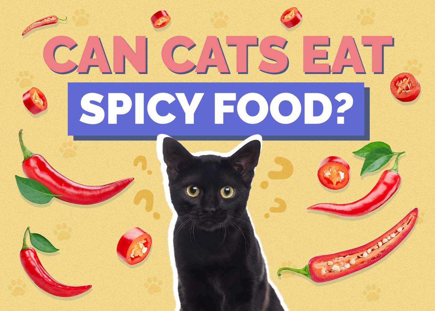 Can Cats Eat Spicy Food? Vet-Reviewed Nutrition & Safety Facts