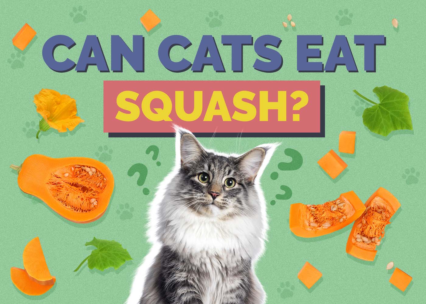 Can Cats Eat Squash? Vet-Verified Facts & FAQ