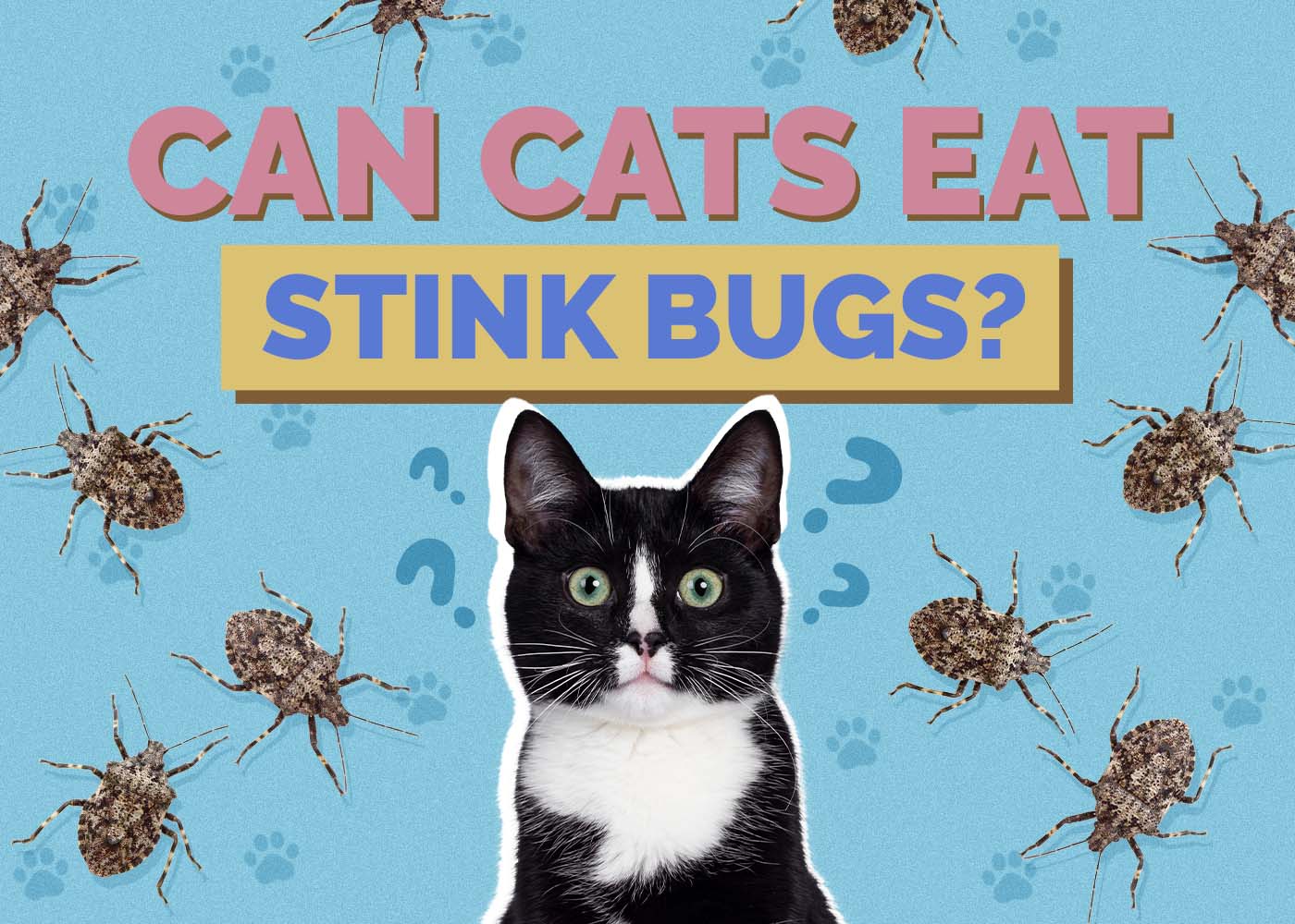 Can Cats Eat Stink Bugs? Vet-Verified Facts & Safety Guide