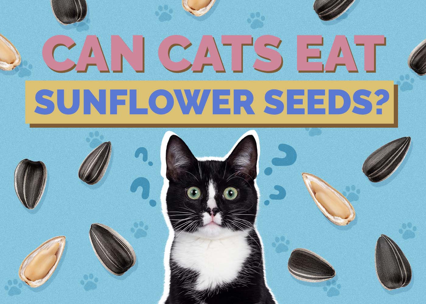 Can Cats Eat Sunflower Seeds? Vet-Verified Facts & Safety Guide