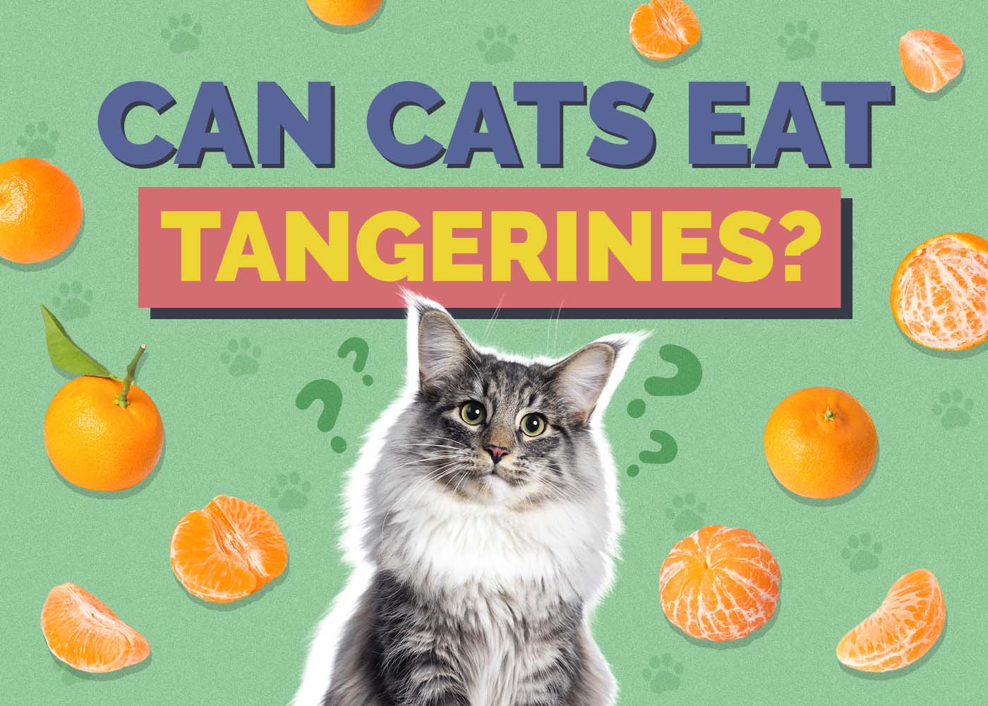 Can Cats Eat Tangerines? Vet-Verified Facts & Safety Guide
