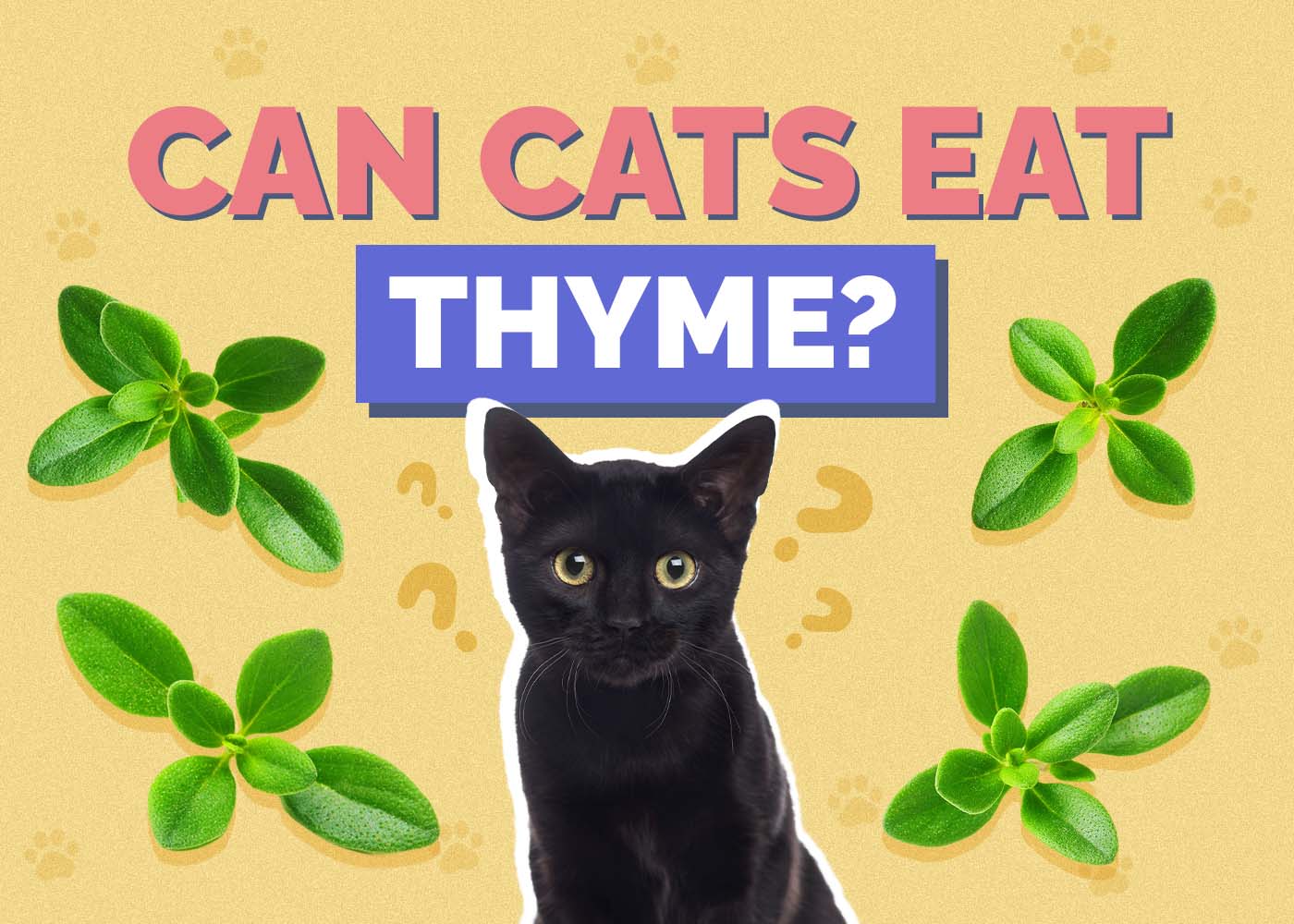 Can Cats Eat Thyme? Vet-Verified Facts & Safety Guide