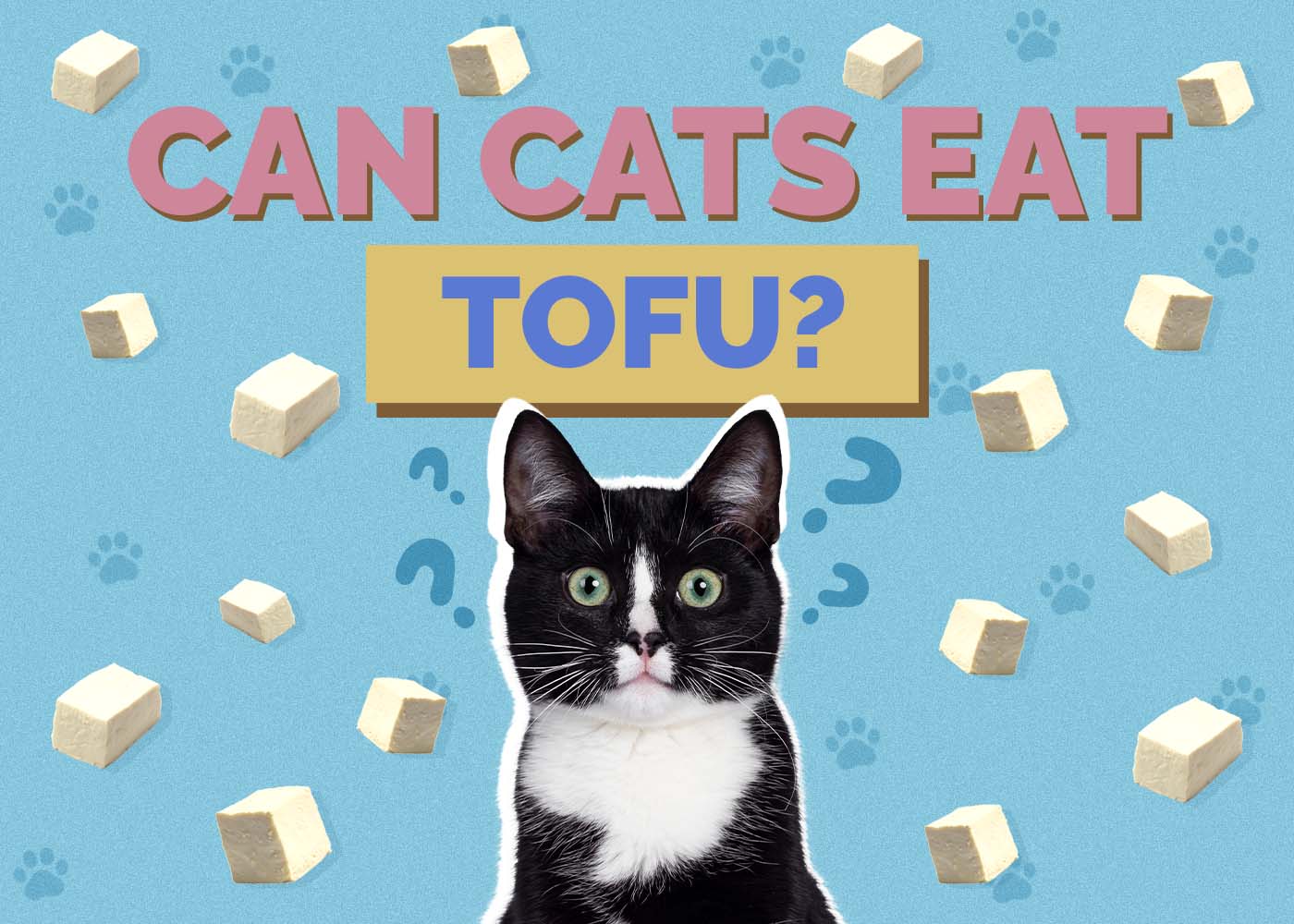 Can Cats Eat Tofu? Vet-Verified Facts & Safety Guide