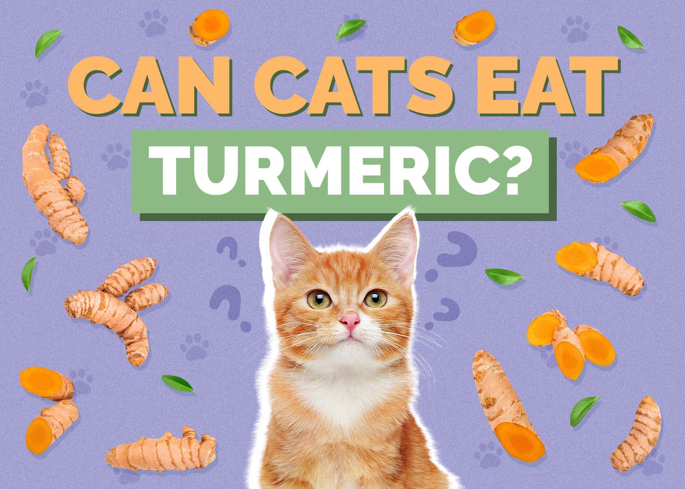 Can Cats Eat Turmeric? Vet-Verified Facts & Safety Guide