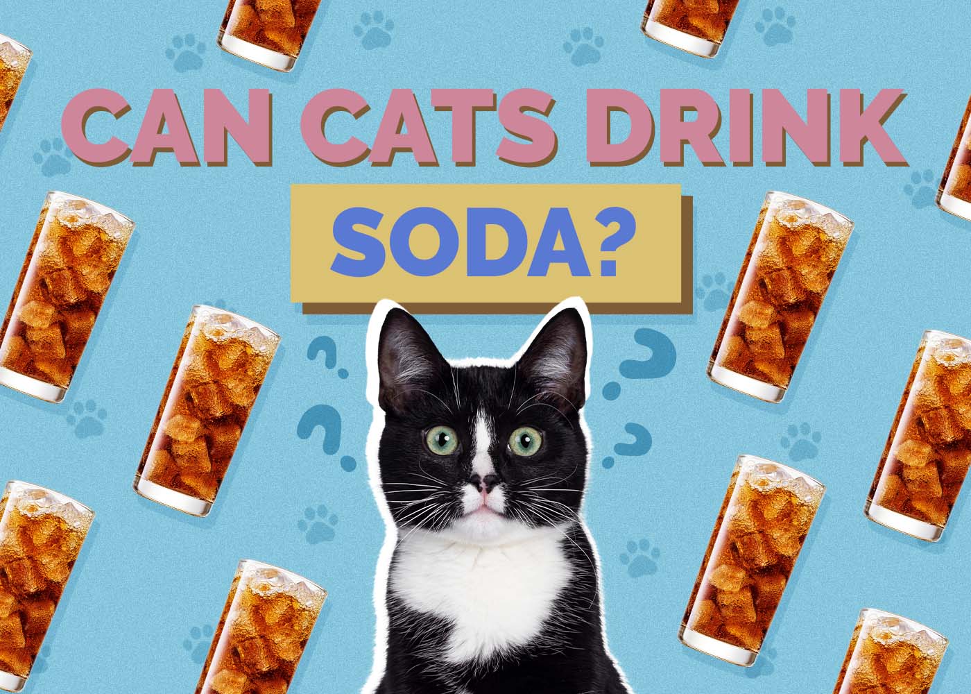 Can Cats Drink Soda? Vet-Reviewed Facts & Tips