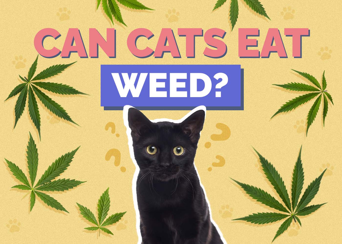 Can Cats Eat Weed? Nutrition Facts & Safety Guide