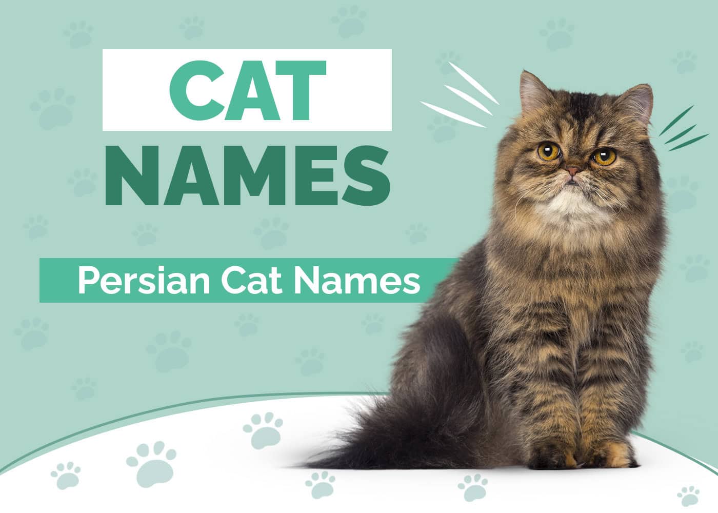 260 Persian Cat Names: Our Top Picks for Your Unique and Elegant Cat