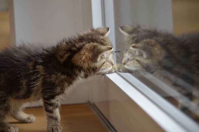 When Should I Let My Kitten Roam the House? Vet-Approved Care Tips