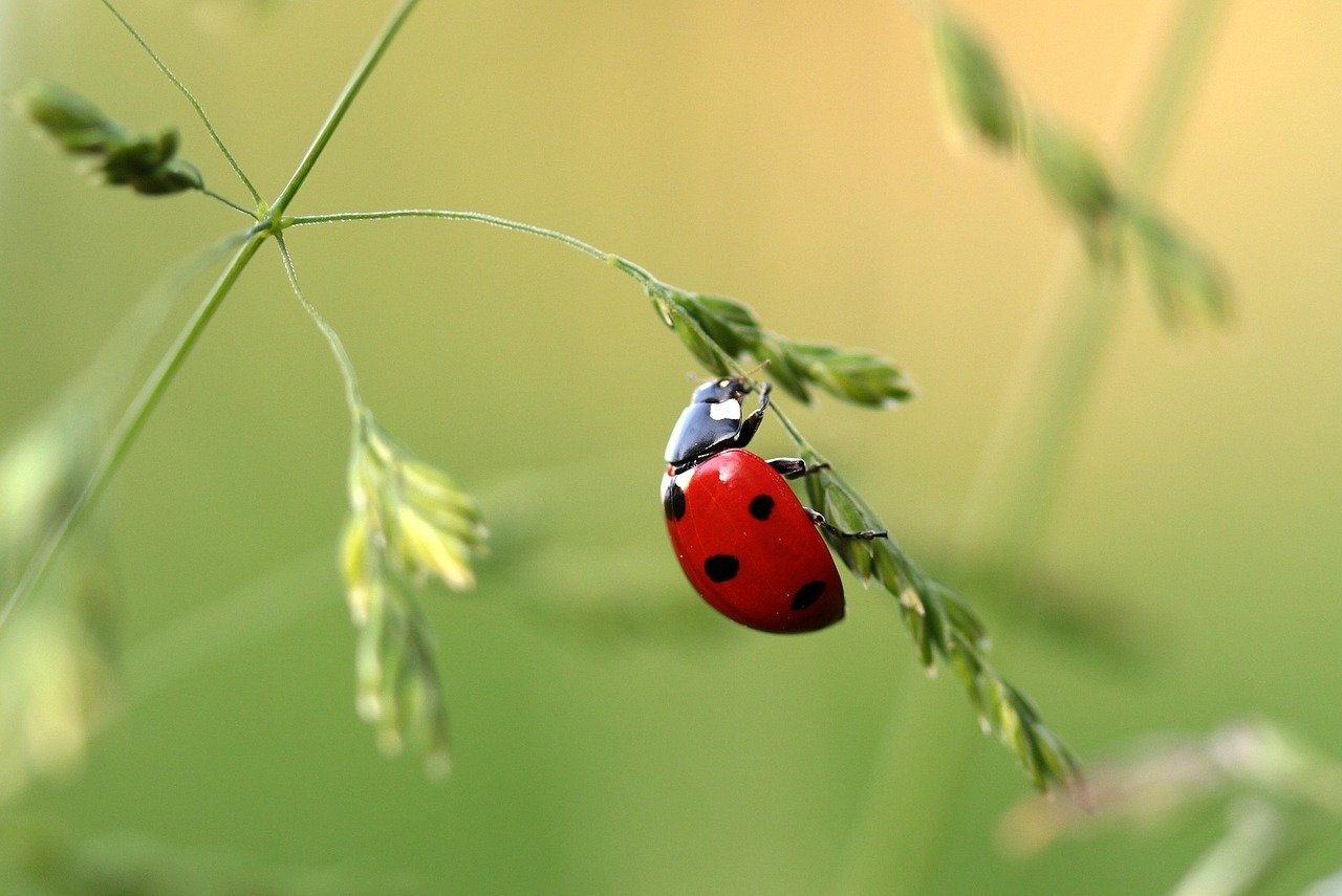 Are Ladybugs Poisonous to Cats? Keeping Your Cat Safe