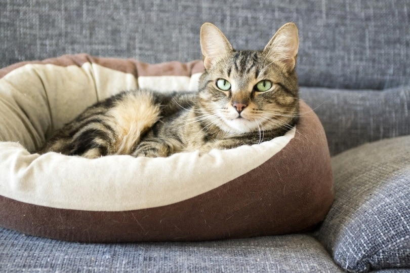 Does a Cat Really Need a Cat Bed? Facts & FAQ