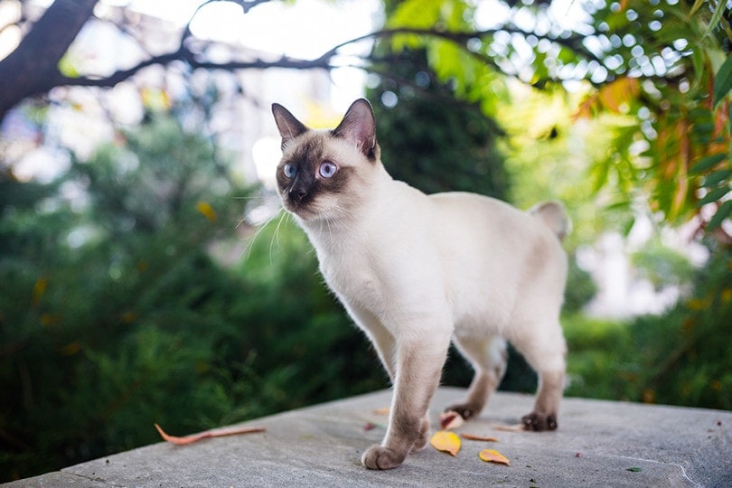 Can Cats Find Their Way Home? Feline Orientation Explained