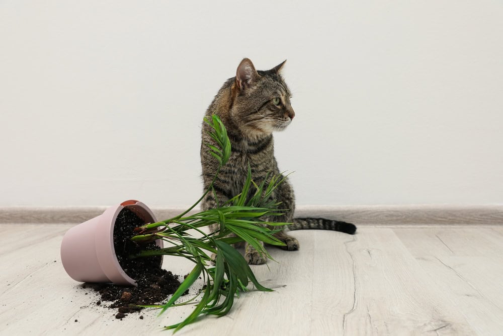 How to Keep Cats Away From Plants: 8 Vet-Approved Tips