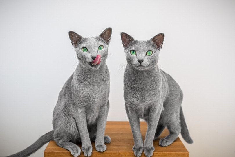 Do All Russian Blue Cats Have Green Eyes? Breed Characteristics and Facts