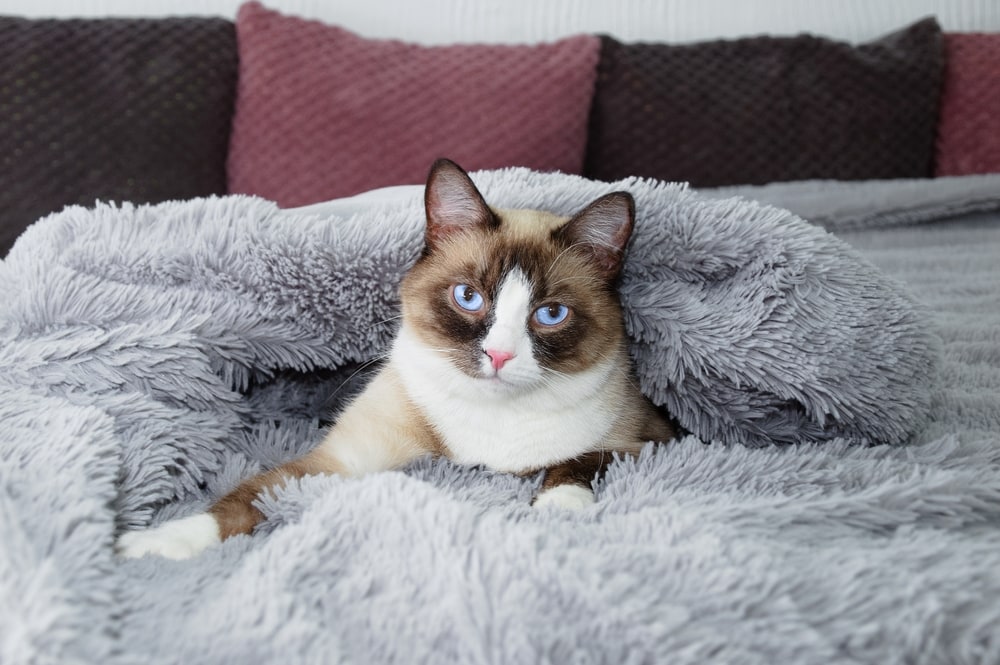 How Often Should I Wash My Cat's Bed? Vet Approved Tips