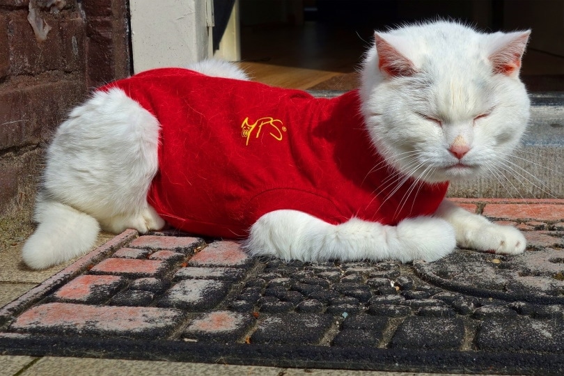 15 DIY Cat Clothes - Plans & Patterns You Can Make Today (With Pictures)