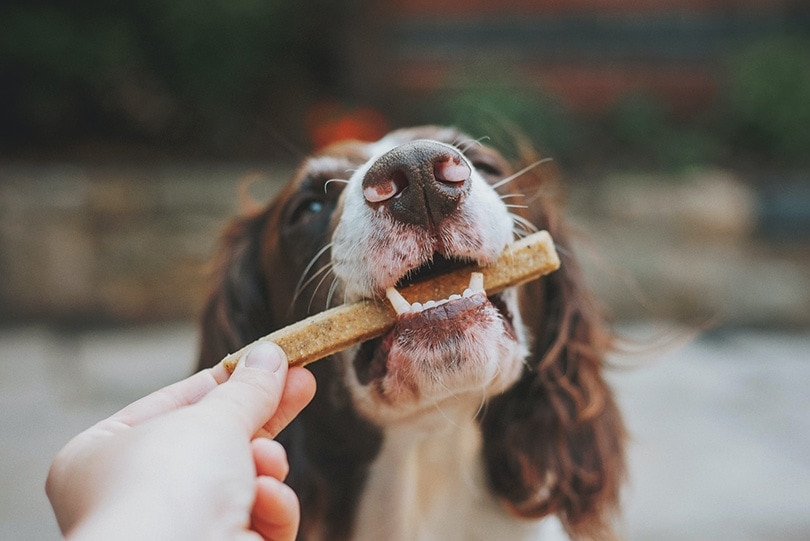 9 Most Popular Dog Treat Brands (2026 Update)