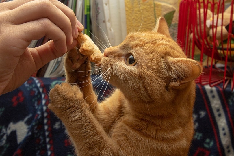 Homemade Cat Treats With Pumpkin: 3 Recipes (Vet Appoved)