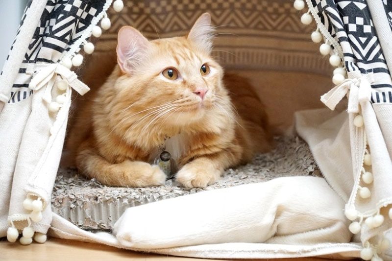 What Is a Scent Soaker for Cats? Vet Reviewed Facts & FAQ