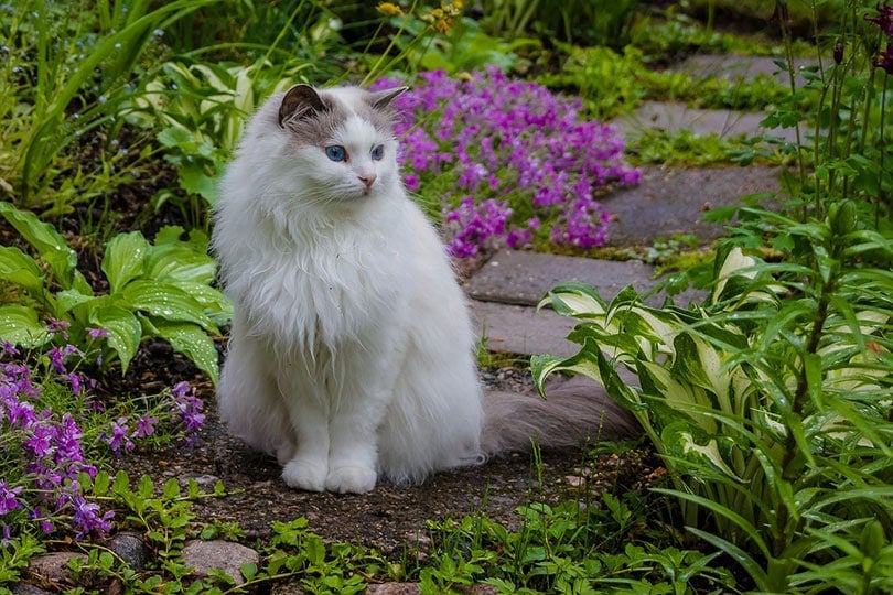 How to Keep Cats Out of Flower Beds: 11 Easy Methods