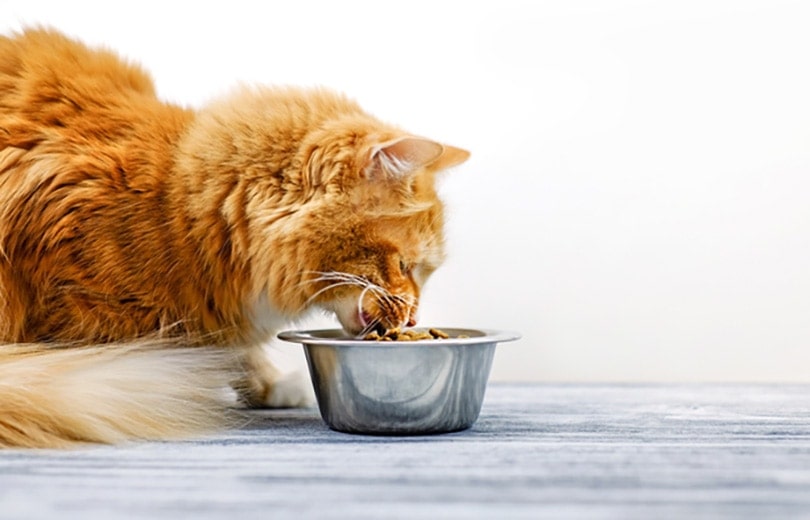 10 Best High Protein Cat Foods in Canada — 2026 Reviews & Top Picks