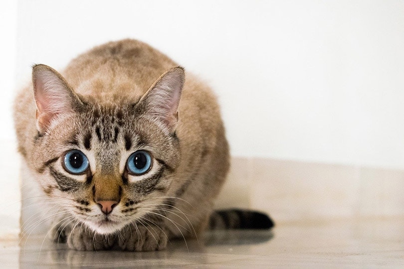 13 Low-Maintenance Cat Breeds (With Info & Pictures)