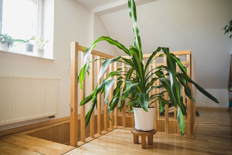 Are Corn Plants Toxic to Cats? Vet-Approved Facts and Safety Guide
