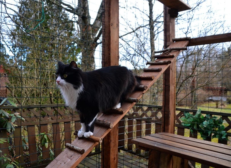 10 DIY Cat Ramp Plans You Can Make Today (With Pictures)