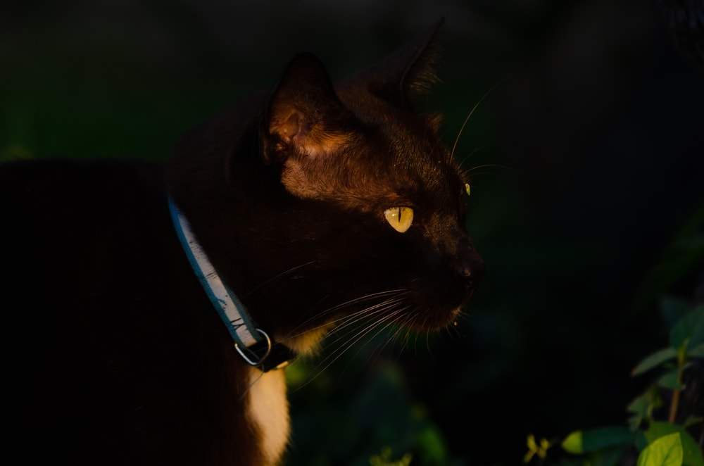 Sam Sawet Cat Breed: Info, Pictures, Characteristics & More
