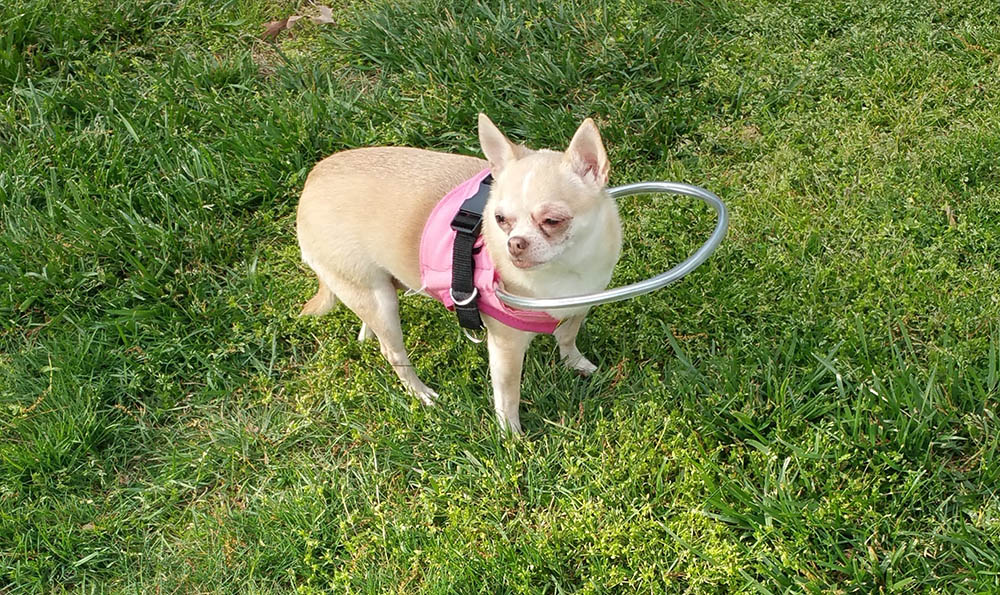 How to Make a DIY Blind Dog Bumper (8 Easy Steps)