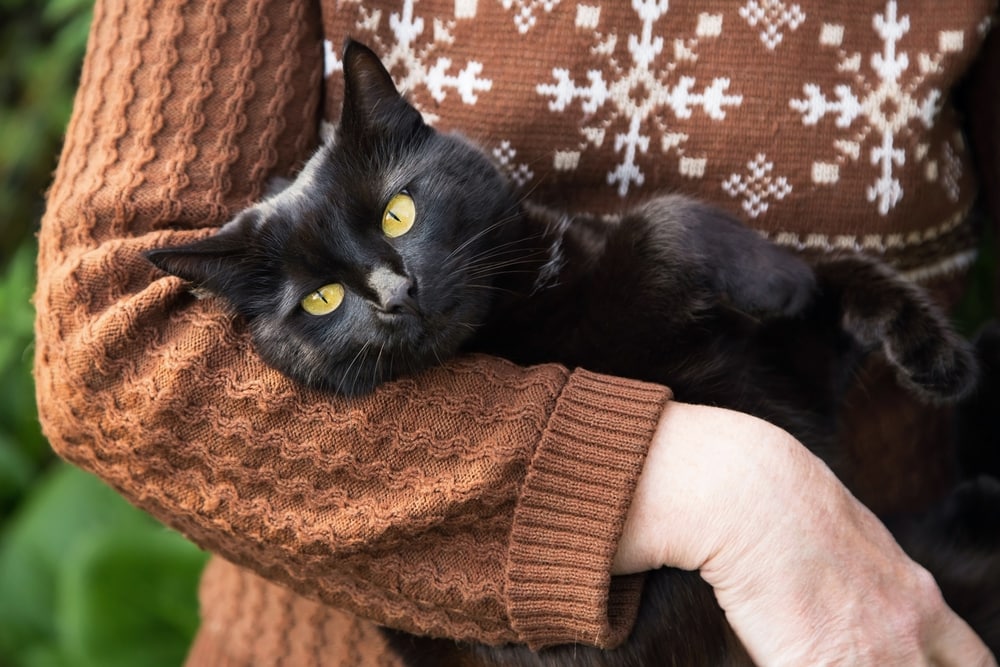 How to Get a Cat to Trust You: 10 Vet-Reviewed Steps