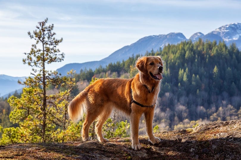 Are Golden Retrievers Good Guard Dogs? Vet Reviewed Breed Facts