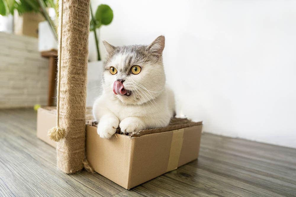 14 DIY Cardboard Cat Toy Plans You Can Make Today (with Pictures)
