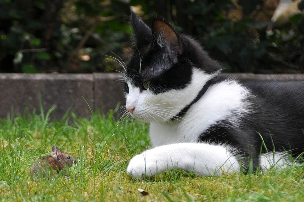 Why Do Cats Play With Small Prey Before They Kill Them? Hunting Behavior Explained