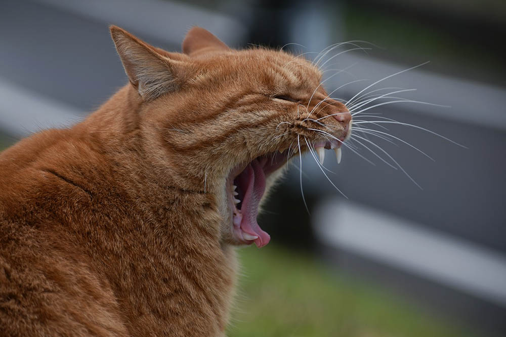 Why Is My Cat Gagging? 10 Vet Reviewed Reasons